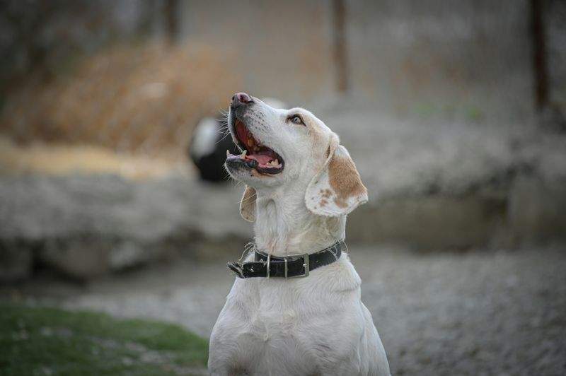 Nordlys Hundehjem 10